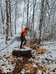 Motorne žage Stihl koristijo tudi pri zahtevnem delu v gozdu